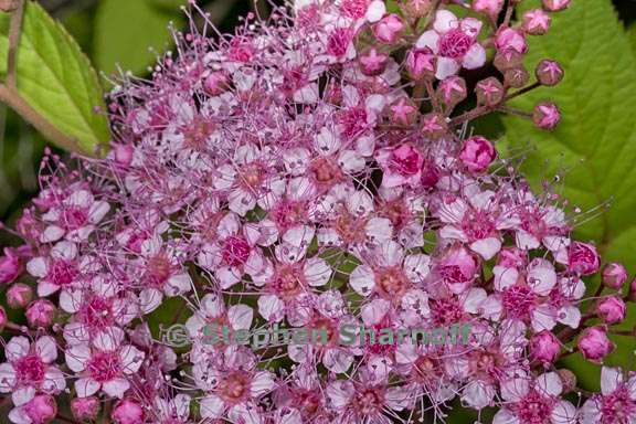 spirea japonica 5 graphic